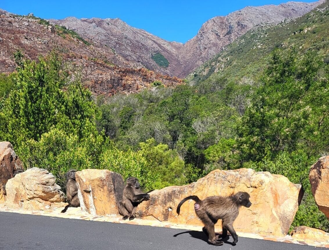 Illustration du voyage Afrique du Sud à moto