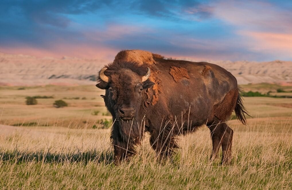 Illustration du voyage Yellowstone à moto